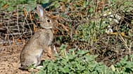 Nueva especie de conejo ibérico descubierta, julio de 2026