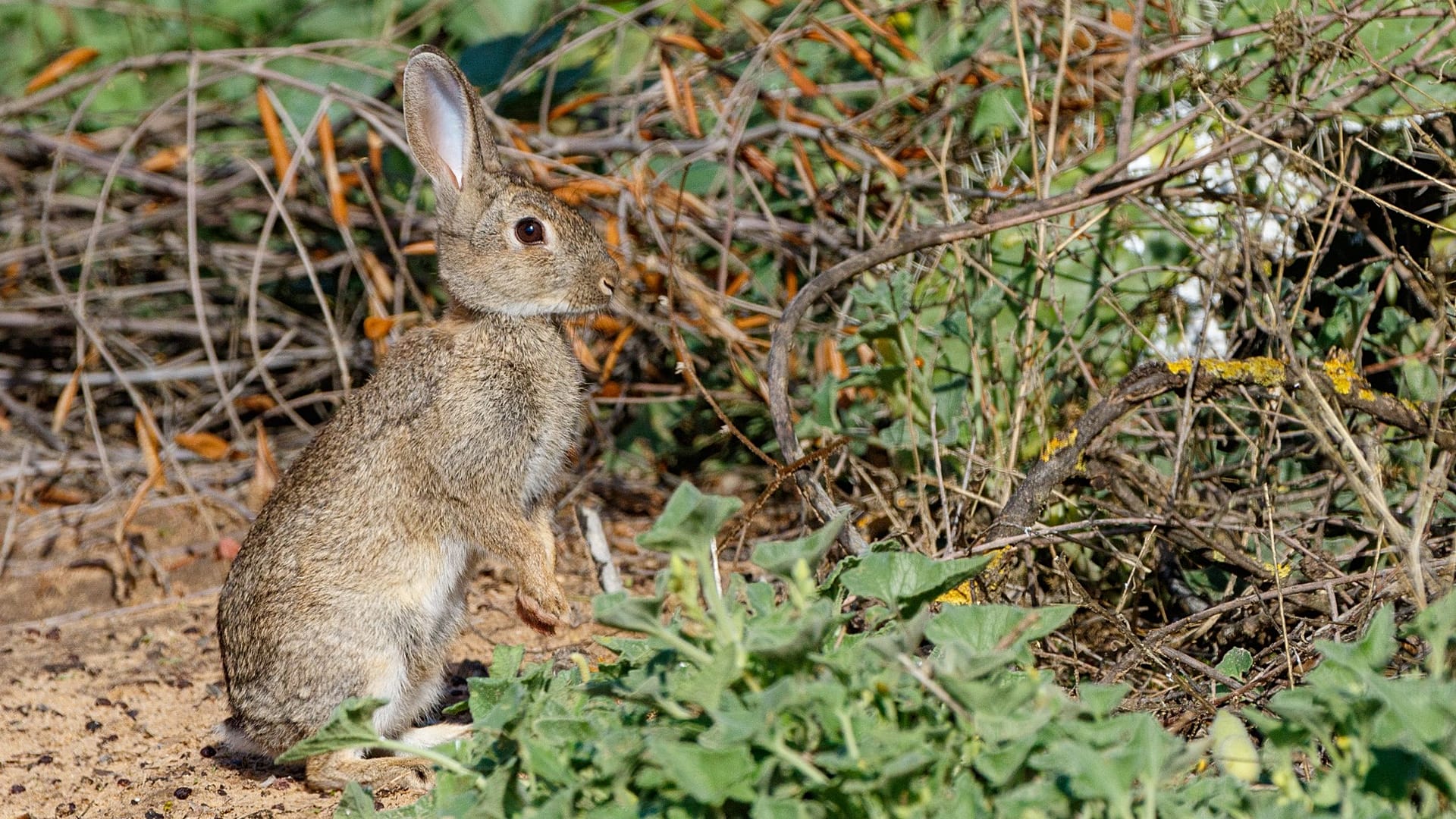 Іберійський кролик: два види, приховані Іспанією та Португалією понад 2 мільйони років