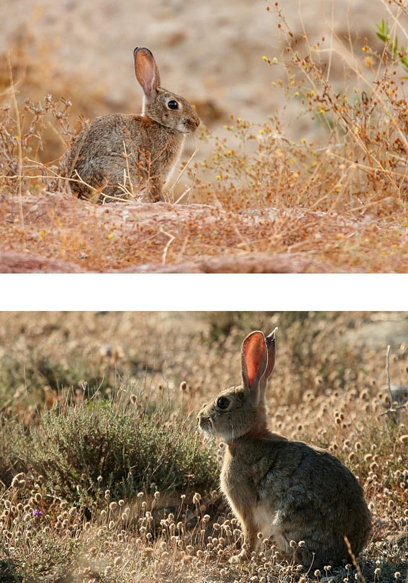 Fotografías del conejo ibérico (arriba), "Oryctolagus algirus", y del conejo europeo (abajo), "Oryctolagus cuniculus"