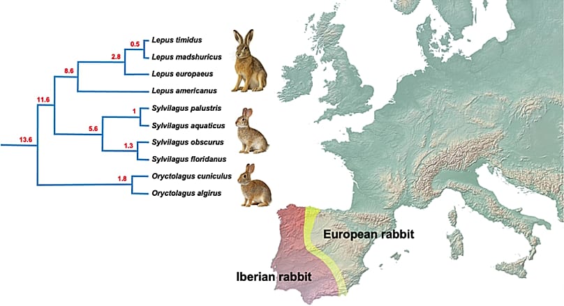 Localización de la especie de conejo ibérico