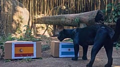Poty, a Rio de Janeiró-i BioPark jaguárja kiválasztja a világbajnoki döntő győztesét