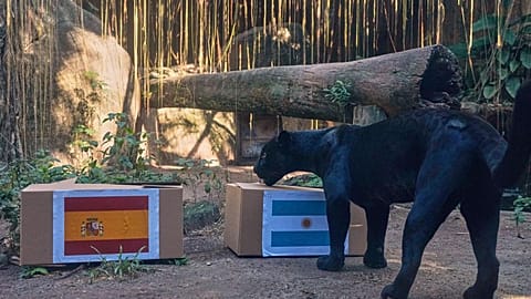 Jaguarin Poty aus dem BioPark Rio de Janeiro kürt den Sieger des WM-Finals