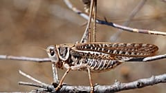 Decticus albifrons albifrons türü çekirge.