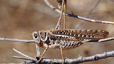 Decticus albifrons albifrons türü çekirge.