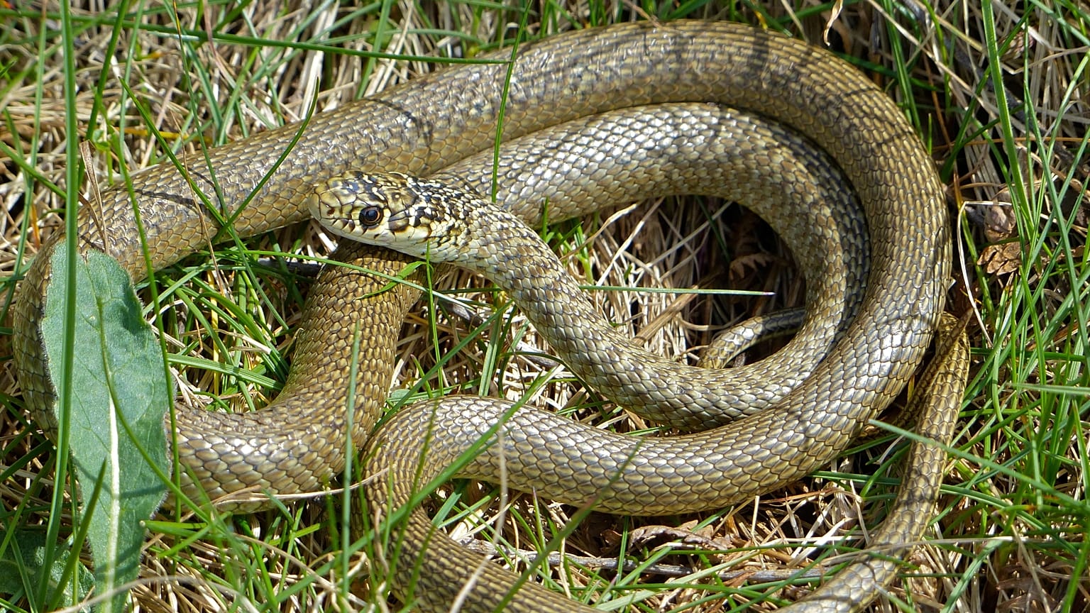 Πρασινοκίτρινο φίδι ή western whip snake (Hierophis viridiflavus), θηλυκό: εντοπίζεται από τον Jean Nicolas