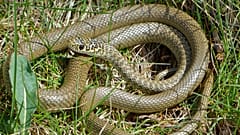 مار زورنناتر سبز و زرد یا مار تازیانه‌ای غربی (Hierophis viridiflavus)، ماده، پیدا شده توسط ژان نیکولا