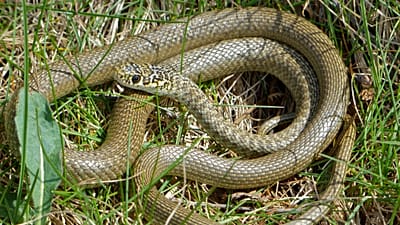 Yeşilsarı zornnatter ya da Western whip snake (Hierophis viridiflavus), dişi – Jean NICOLAS tarafından bulundu.
