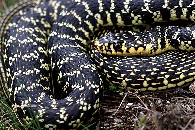 Coluber viridiflavus στην Ιταλία