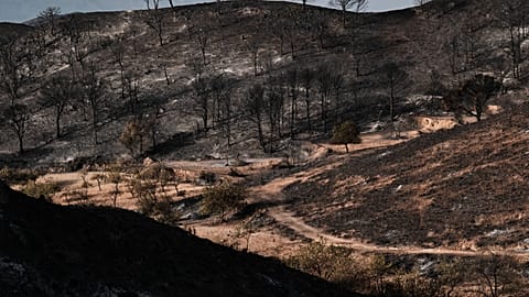 Firefighters battle major wildfire as thousands of hectares burn in central Spain
