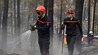 Des pompiers interviennent parmi les arbres calcinés à la suite d'un incendie de forêt dans la région de la forêt de Fontainebleau, au sud de Paris, le 14 juillet 2026