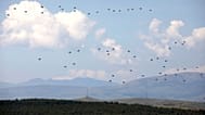 Ćwiczenia wojskowe Swift Response 22 w Macedonii, 12 maja 2022 r. (AP Photo/Boris Grdanoski)