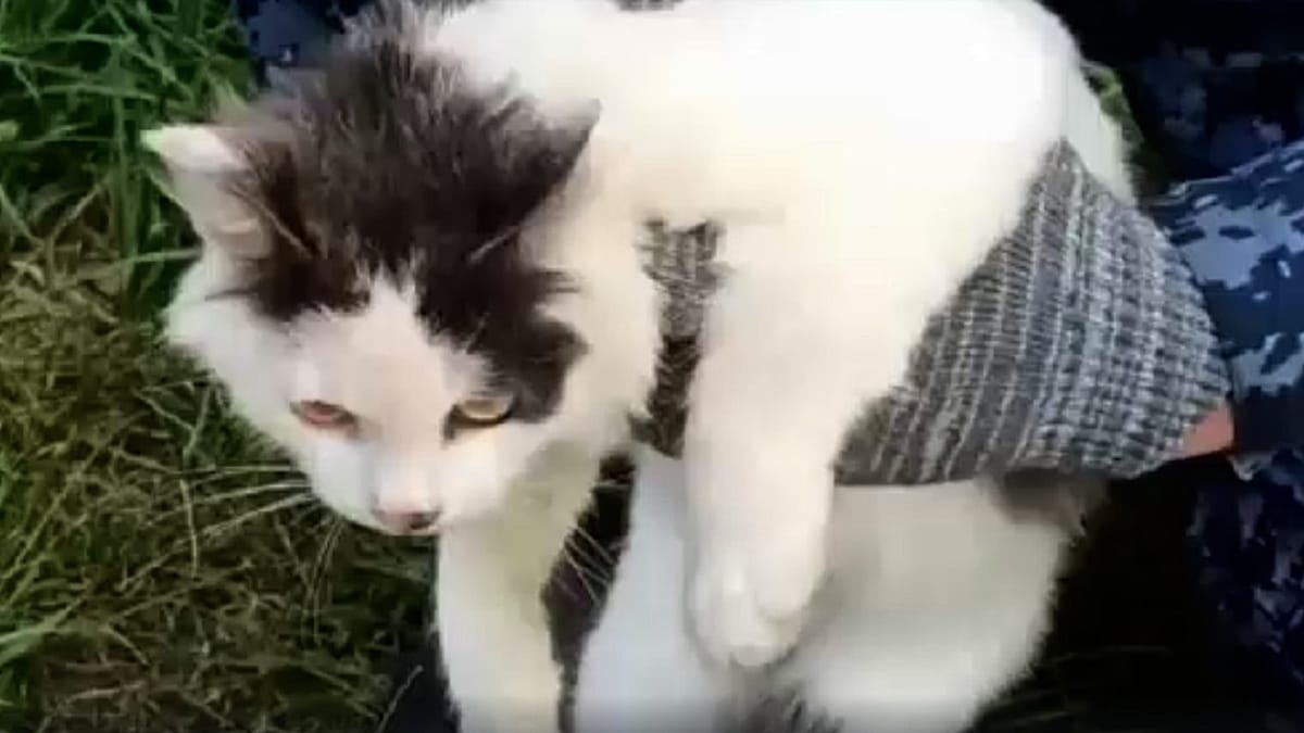 Russisches Gefängnis fängt Katze ab, mit der Drogen in Strafkolonie geschmuggelt wurden Russisches Gefängnis fängt Katze ab, mit der Drogen in Strafkolonie geschmuggelt wurden