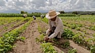 Higher energy and fertiliser prices due to war will continue to drive up food inflation