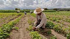 La subida de los precios de la energía y los fertilizantes por la guerra seguirá impulsando la inflación alimentaria