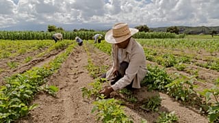 Higher energy and fertiliser prices due to war will continue to drive up food inflation