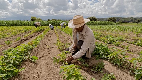 Higher energy and fertiliser prices due to war will continue to drive up food inflation
