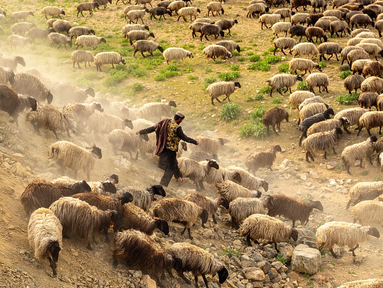 Agricultor a conduzir o rebanho, do projeto Afghanistan de Daniel Malikyar 