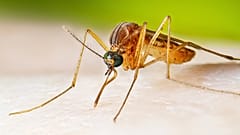 Un mosquito de la especie Culex quinquefasciatus sobre la piel humana (foto de archivo)