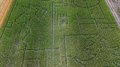 Kiszombor’s corn maze