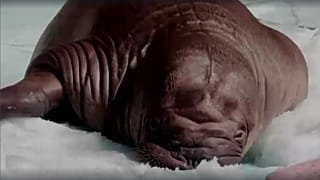 Walrus makes history becoming first calf to be born in Middle East