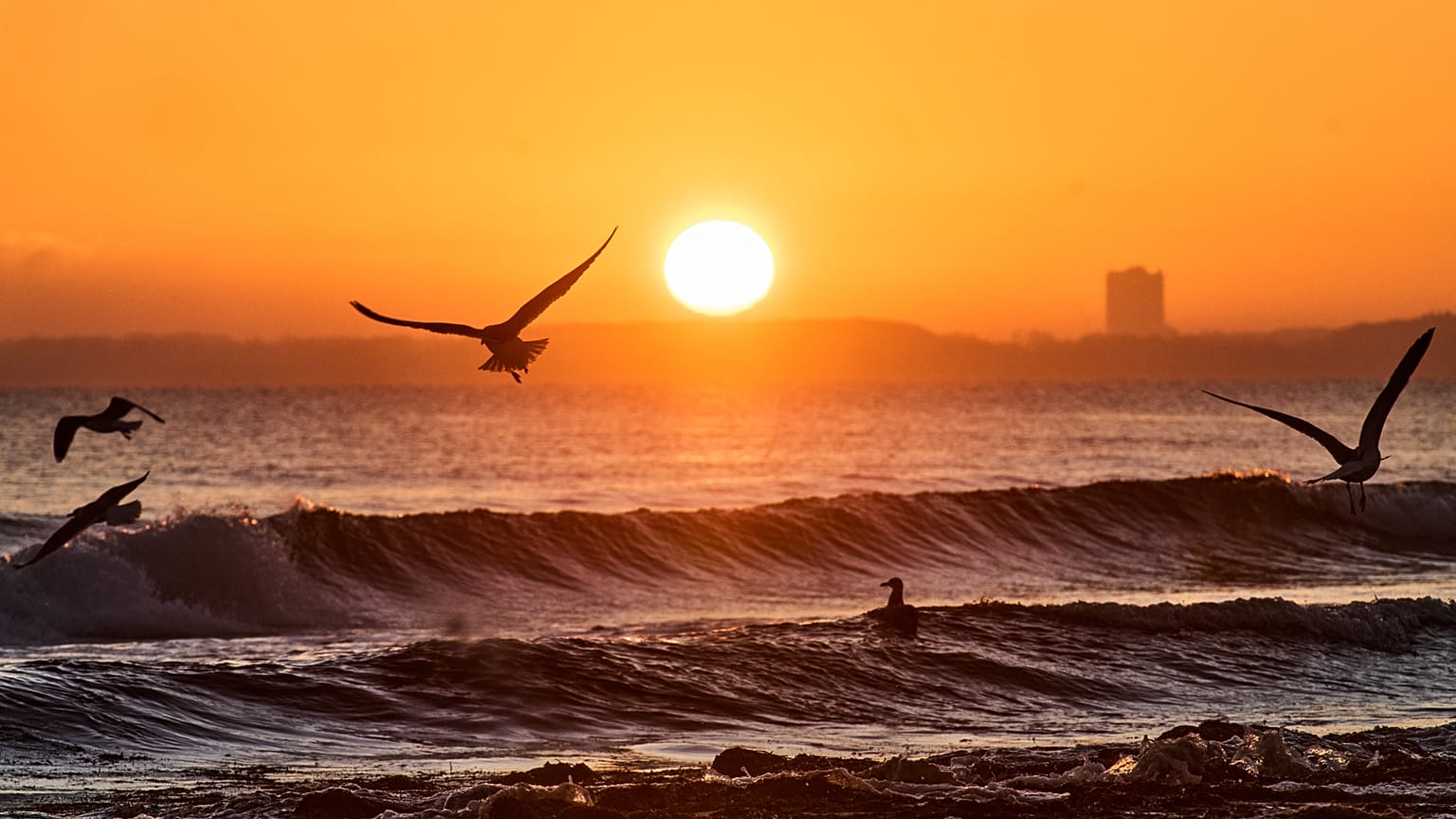 Seagulls fly near the Baltic Sea beach in Haffkrug, Germany, at sunrise on Sunday 28 December 2025. (AP Photo/Michael Probst), illustrative image