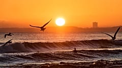 Möwen kreisen bei Sonnenaufgang über dem Ostseestrand von Haffkrug in Deutschland am 28. Dezember 2025. AP-Foto: Michael Probst, Symbolbild.