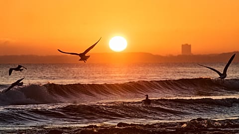 Seagulls fly near the Baltic Sea beach in Haffkrug, Germany, at sunrise on Sunday 28 December 2025. (AP Photo/Michael Probst), illustrative image
