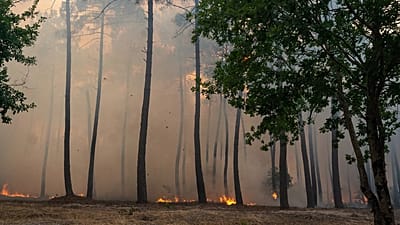 Płomienie i dym unoszą się nad płonącym lasem w regionie Lège-Cap-Ferret na zachodzie Francji, piątek 24 lipca 2026 r.