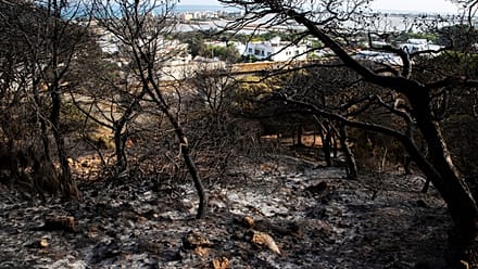 Tunisie : une vague de chaleur cause 900 incendies en 72 heures 