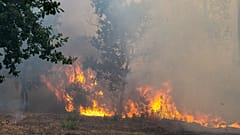 Des flammes avancent dans une forêt ravagée par les incendies dans le secteur de Lège-Cap-Ferret, dans l'ouest de la France, vendredi 24 juillet 2026. 