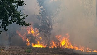 Des flammes avancent dans une forêt ravagée par les incendies dans le secteur de Lège-Cap-Ferret, dans l'ouest de la France, vendredi 24 juillet 2026. 