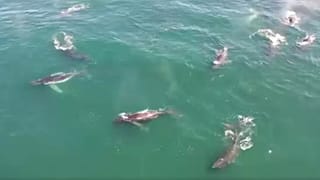 Supergroup humback whale sightings on the increase in South Africa