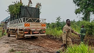 Ugandan wildlife authority relocates 12 endangered Nubian giraffes