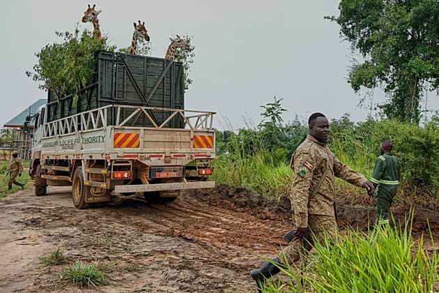 Ouganda : 12 girafes transférées dans un effort de restauration écologique 