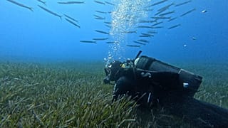 Posidonia Project