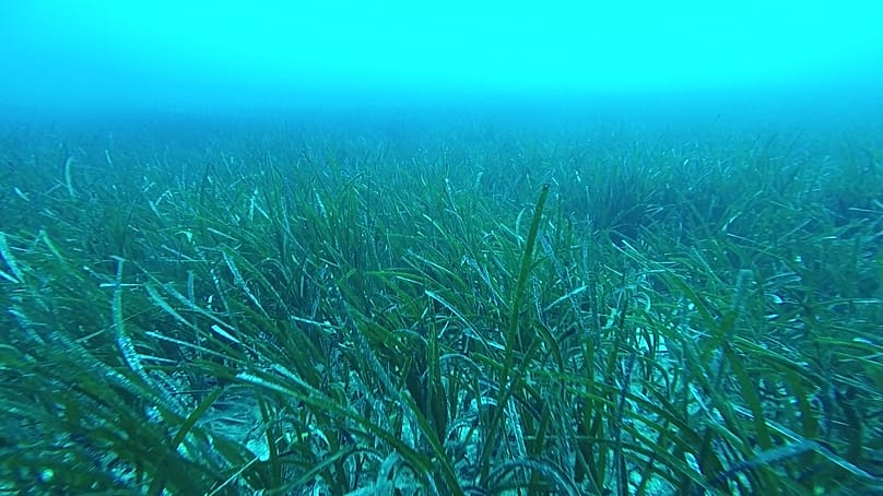 Posidonia Project
