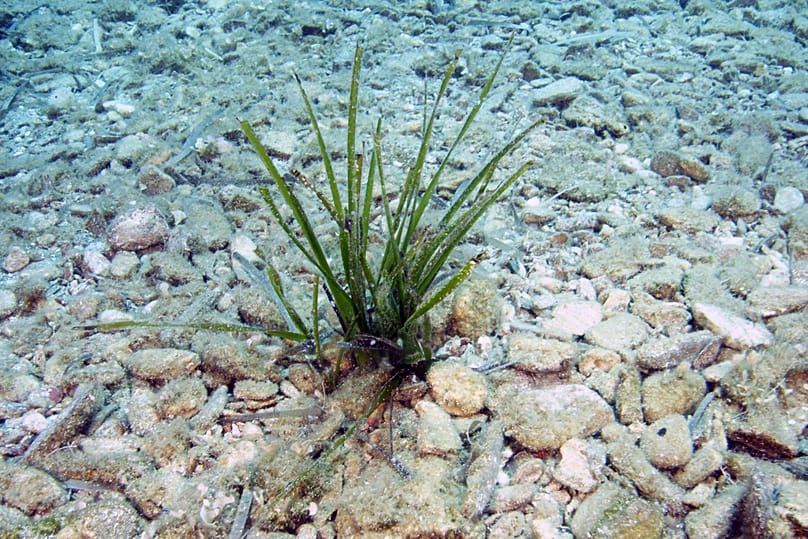 Posidonia Project