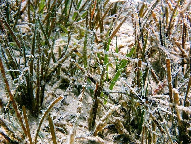 Posidonia Project