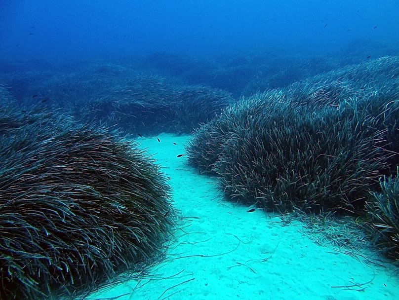 Posidonia Project