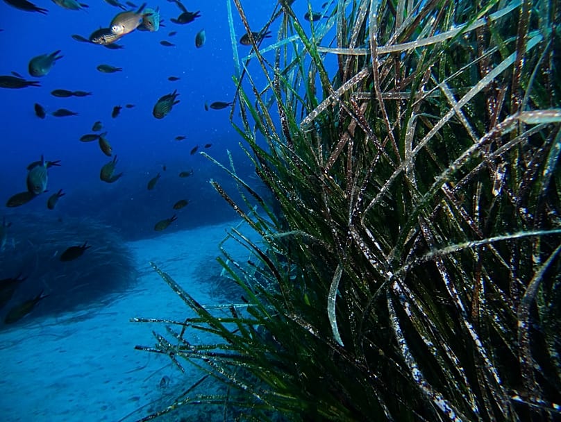 Posidonia Project