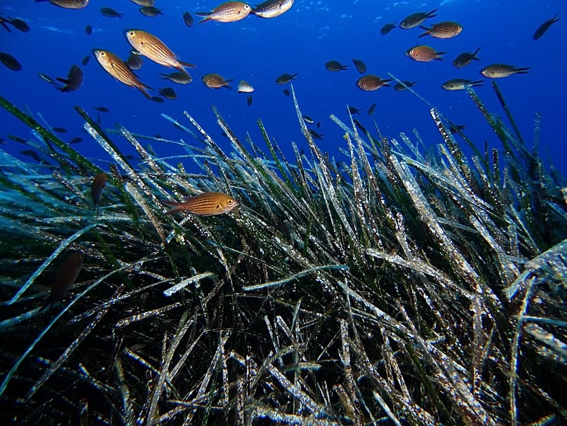 Posidonia Project