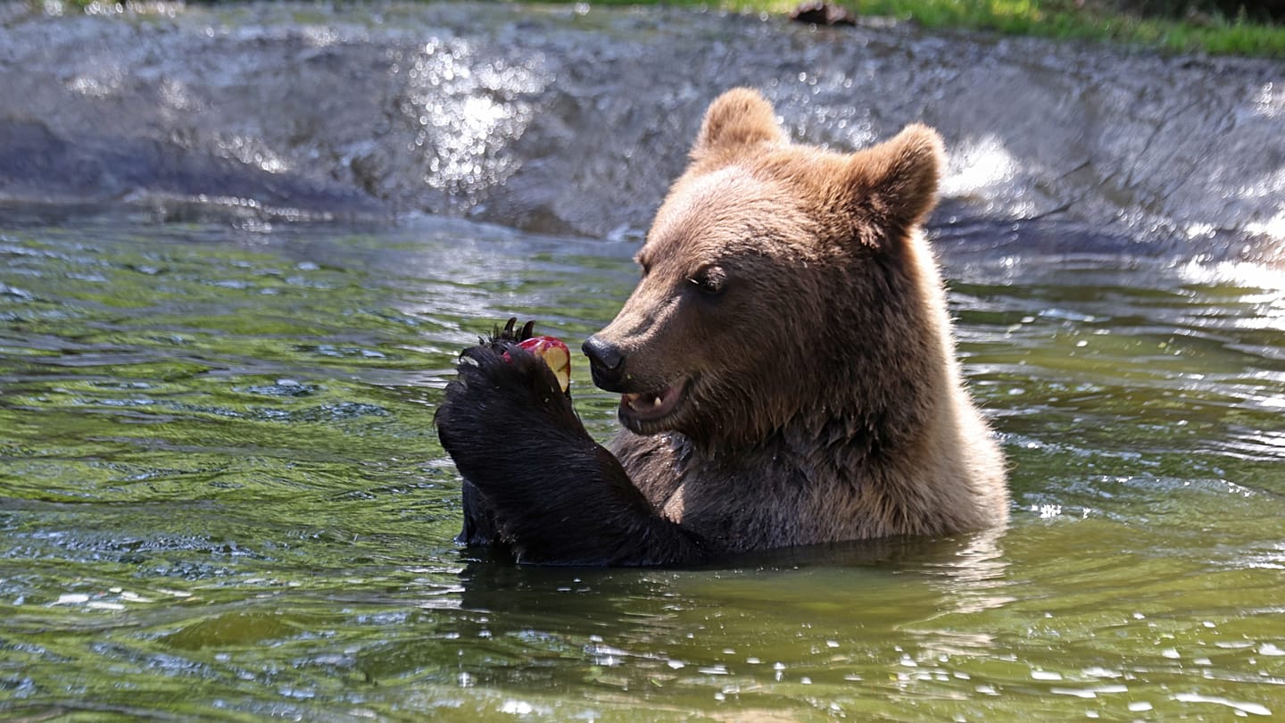 5% of Cantabrian brown bears can deceive each other, study suggests