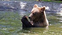Un oso pardo del zoológico Hexentanzplatz descansa en un estanque bajo el calor del verano en Thale, Alemania, el miércoles 24 de junio de 2026