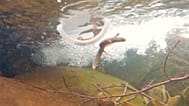 Montseny brook newts are released into a stream in Catalonia as part of efforts to save the critically endangered species.