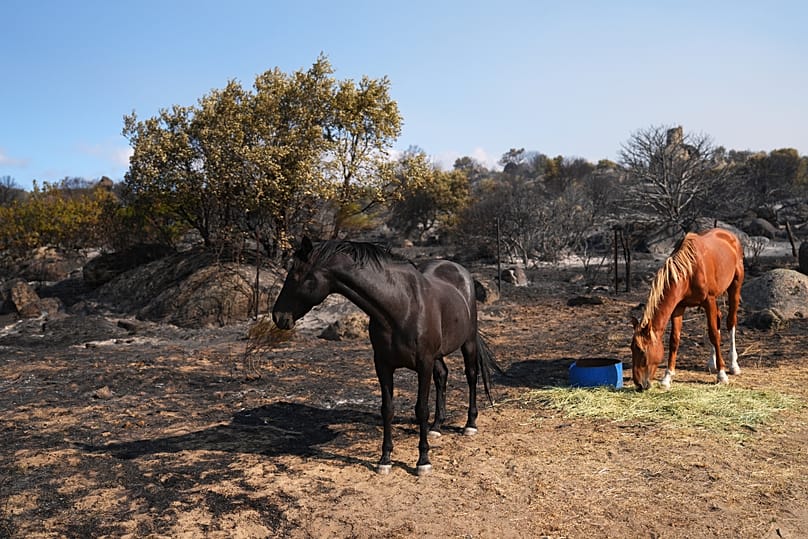 Horses graze near an area burned by a forest fire close to Hoyo de Pinares, in the province of Madrid, on 25 July 2026.