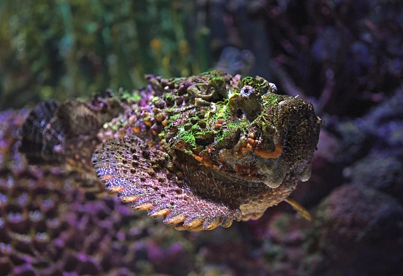Der Echte Steinfisch kann sich nicht nur gut in Korallenriffen tarnen, er gehört zu den giftigsten Fischen überhaupt.