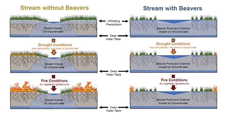 Infografica che mostra come i corridoi verdi possono restare tali durante gli incendi boschivi grazie all'attività dei castori.