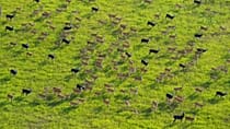 Soudan du Sud : l'UNESCO protège un sanctuaire unique de la faune africaine