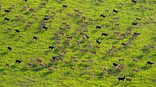 Soudan du Sud : l'UNESCO protège un sanctuaire unique de la faune africaine