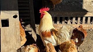 Industrial chicken farms are fuelling the spread of diarrhoea-causing bacteria.